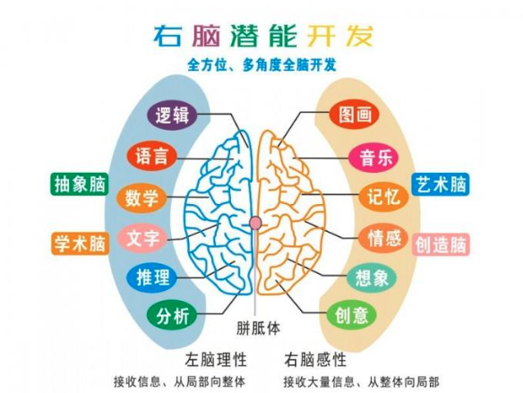 引領(lǐng)右腦
