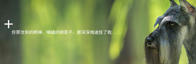 狗博士加盟